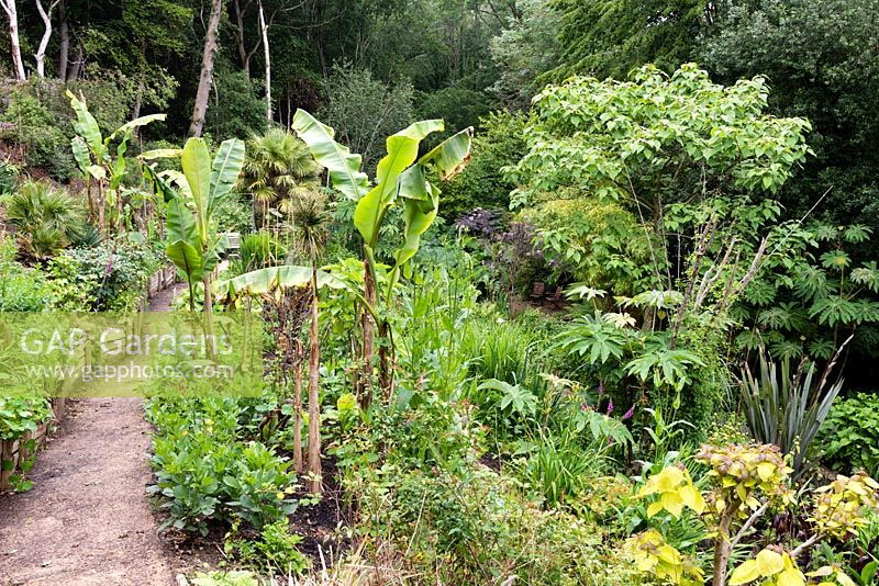 View of a garden which is situated in a steep-sided valley, with its own sheltered microclimate which permits tender exotic plants to flourish.