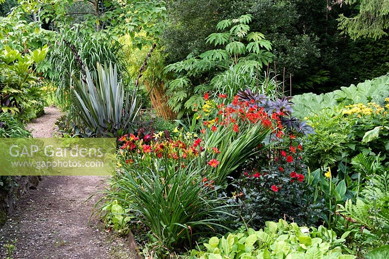 Path through a garden which is situated in a steep-sided valley or combe with its own sheltered microclimate which permits tender exotic plants to flourish 