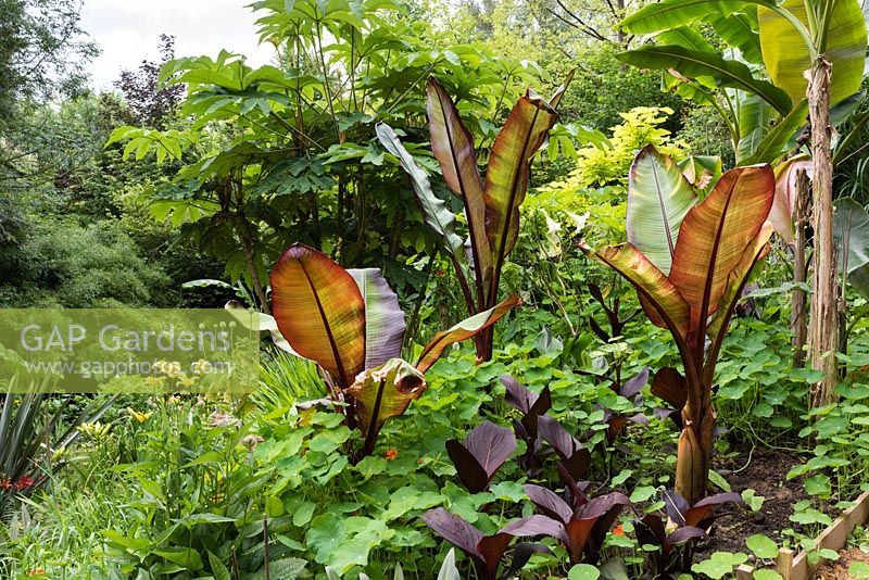 Ensete ventricosum 'Maurellii' and Ensete ventricosum 'Montbeliardii' in a garden which is situated in a steep-sided valley or combe with its own sheltered microclimate which permits tender exotic plants to flourish