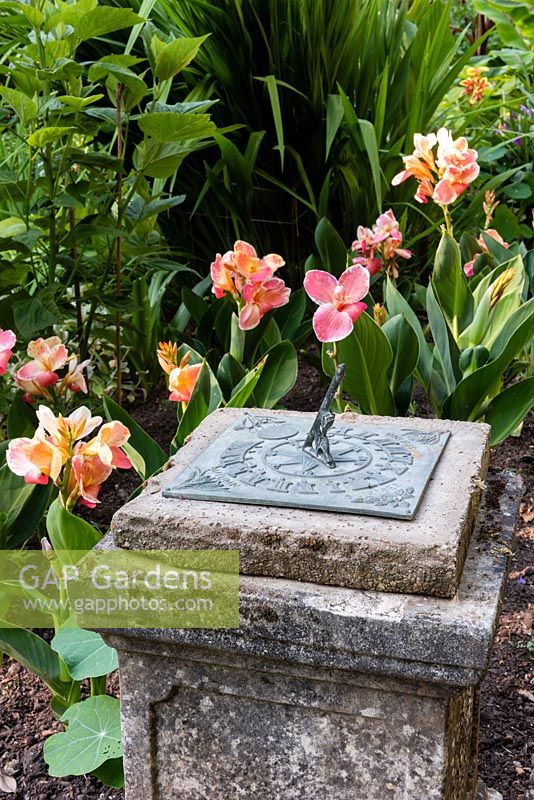 Sundial with Canna 'Lucy Steele' behind
