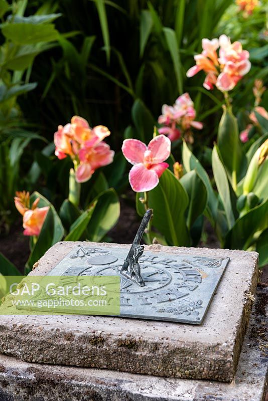 Sundial with Canna 'Lucy Steele' behind