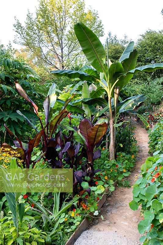 Musa sikimensis, Ensete ventricosum 'Maurellii' and Ensete ventricosum 'Montbeliardii' in garden which is situated in a steep-sided valley or combe with its own sheltered microclimate which permits tender exotic plants to flourish