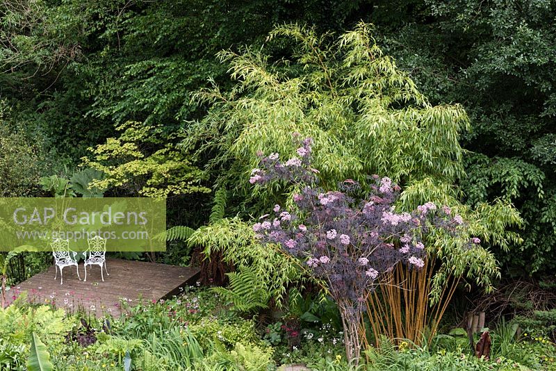 View onto a decked area with seting beside Phyllostachys vivax f. 'Aureocaulis' and Sambucus nigra 'Black Lace'