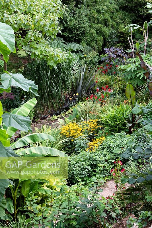View down into a subtropical garden which is situated in a steep-sided valley or combe with its own sheltered microclimate which permits tender exotic plants to flourish