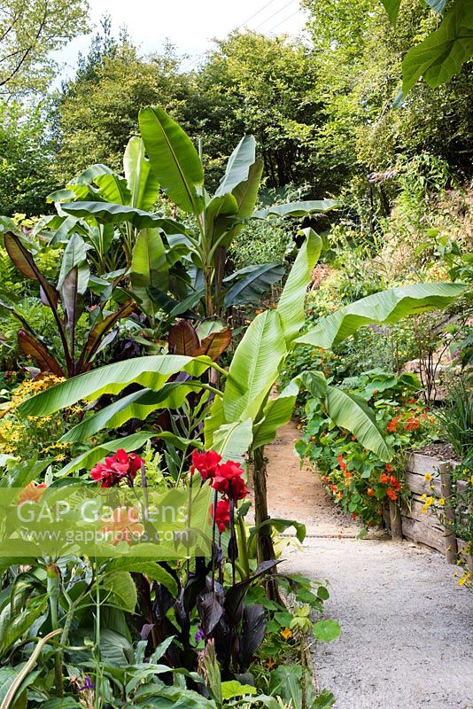 Path through a garden with tender exotic plants in borders
