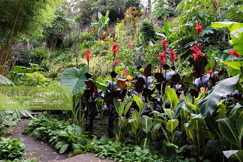 Canna lilies in a garden border with other tender exotic plants 