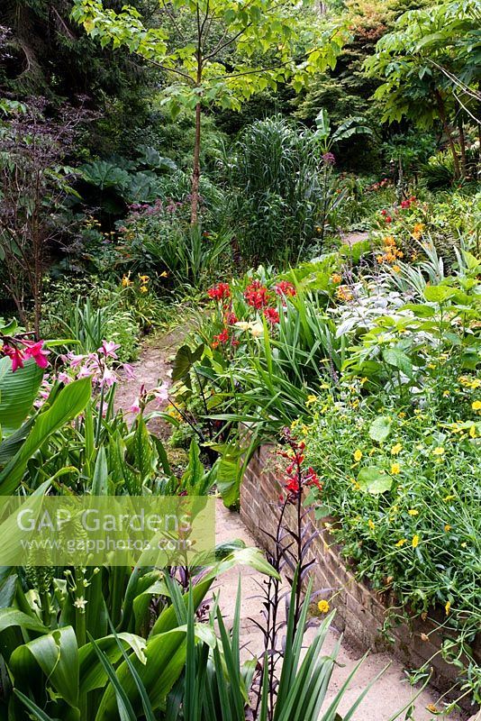 Path through a garden with borders of tender exotic plants