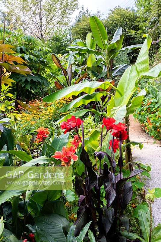 Canna 'Cannova Bronze Scarlet' and Canna 'Rosamund Coles' beside a path in a garden which is situated in a steep-sided valley with its own sheltered microclimate, which permits tender exotic plants to flourish. 