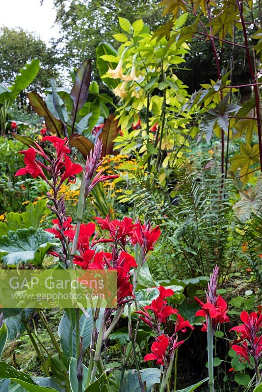 Canna 'Firebird' in a garden which is situated in a steep-sided valley, with its own sheltered microclimate, which permits tender exotic plants to flourish. 