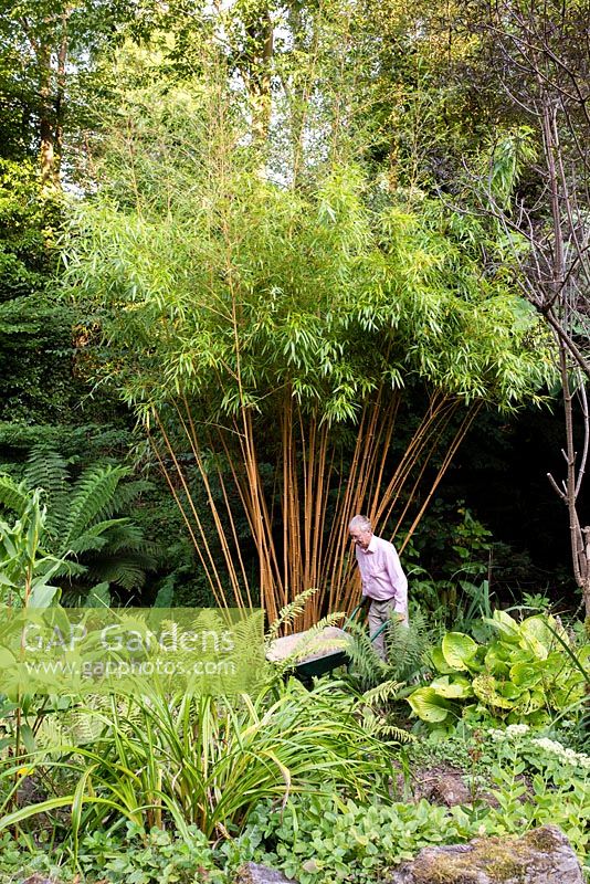 Man with a wheelbarrow next to Phyllostachys vivax f. 'Aureocaulis' - Golden Bamboo. 