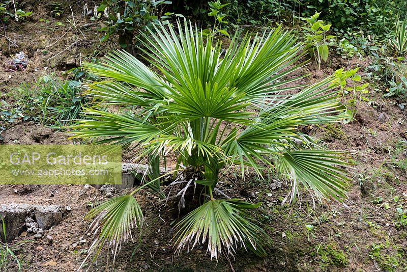 Chamaerops humilis - Dwarf fan palm