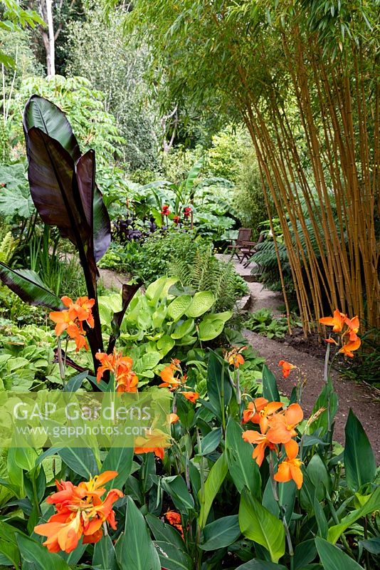 Canna 'Orange Punch' in an exotic garden, with path leading to a decked seating area. 