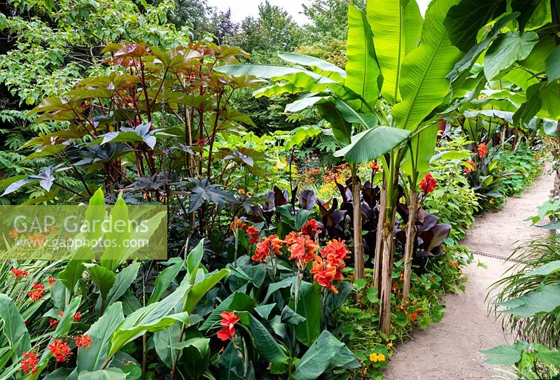 Canna 'Rosamund Coles' in an exotic garden, surrounded by Musa basjoo and Ricinus communis. 