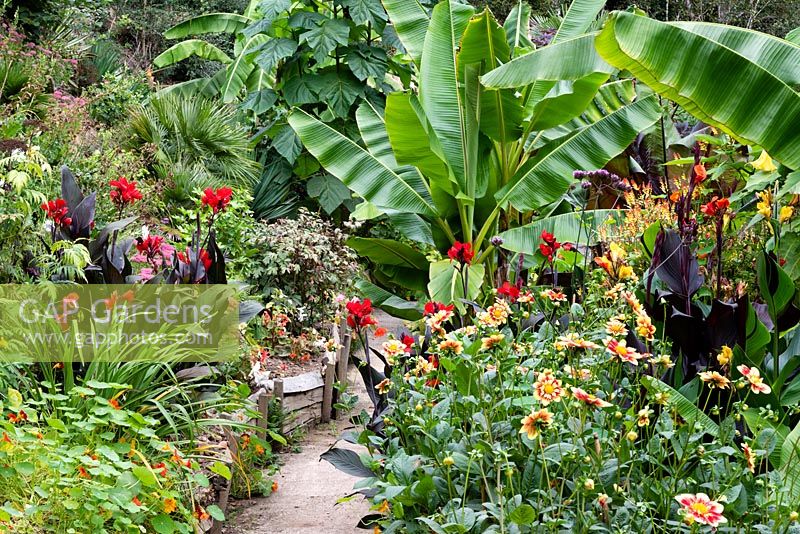 Musa sikkimensis, Dahlia 'Danum Torch' and Cannas in a garden, which is situated in a steep-sided valley with its own sheltered microclimate which permits tender exotic plants to flourish. 