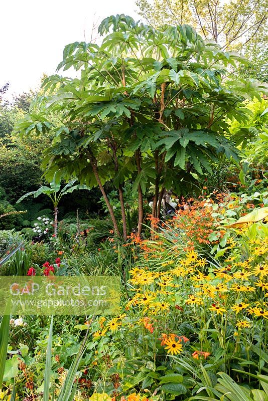 Tetrapanax papyrifer 'Rex' in a garden which is situated in a steep-sided valley, with its own sheltered microclimate, which permits tender exotic plants to flourish. 