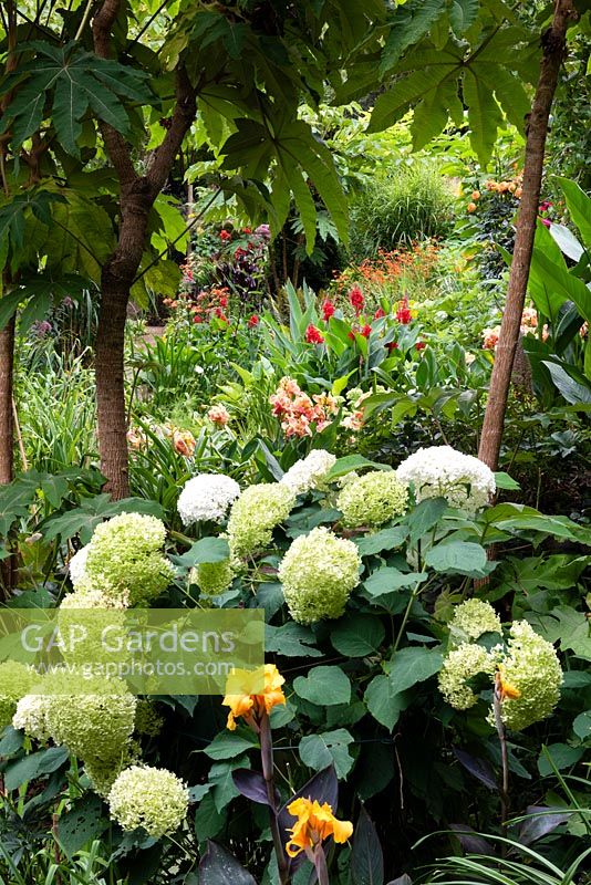 View through Hydrangea 'Annabelle' and Tetrapanax to Cannas in a subtropical garden, which is situated in a steep-sided valley with its own sheltered microclimate which permits tender exotic plants to flourish. 