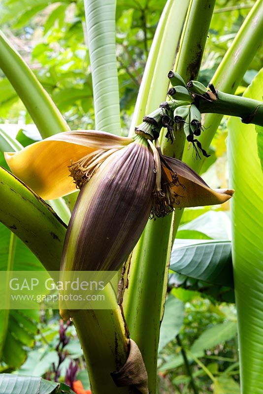 Musa basjoo flower with cluster of forming fruit. 