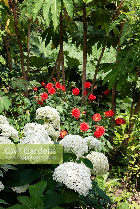 Hydrangea 'Annabelle' and Dahlia 'Taratahi' in an exotic garden setting with Tetrapanax papyifera 'Rex'. 