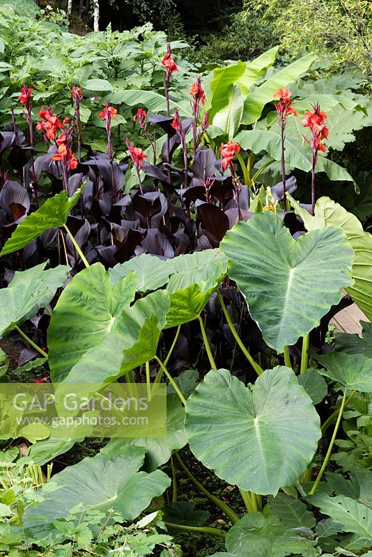 Canna 'General Eisenhower' and Colocasia esculenta 'Jack's Giant' 
