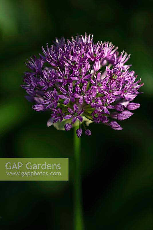 Allium 'Purple Sensation' - Ornamental onion 'Purple Sensation' 