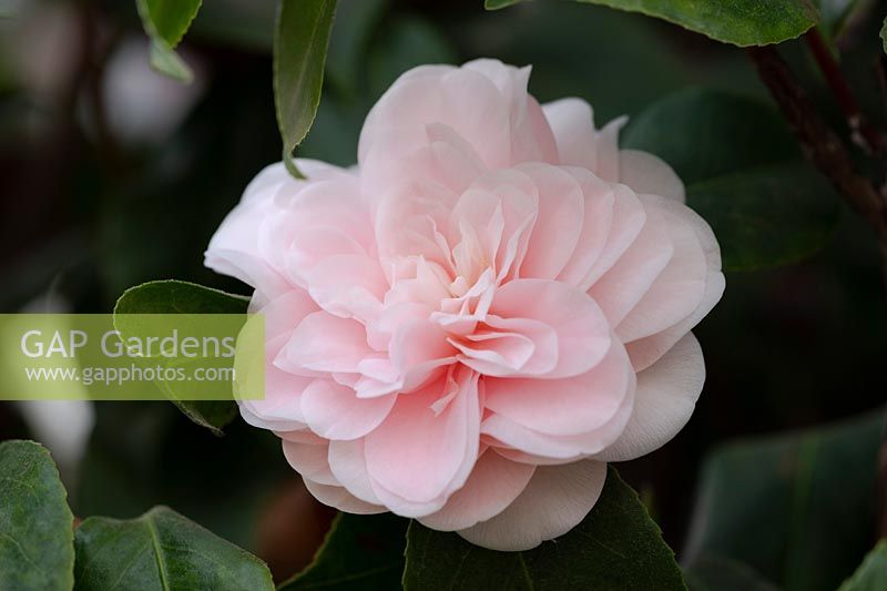 Camellia japonica in the conservatory at Chiswick House, Chiswick, London