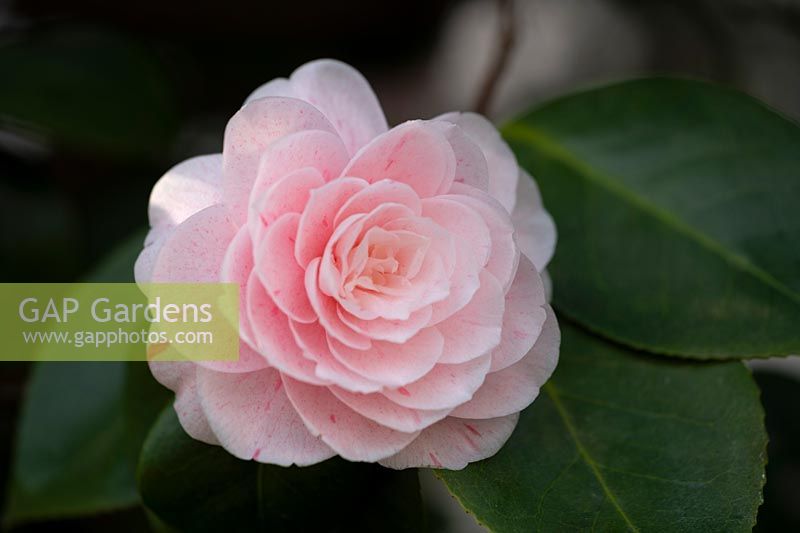 Camellia japonica 'Gray's Invincible' at Chiswick House, Chiswick, London