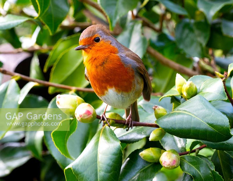 A robin sitting on a Camellia bush. 