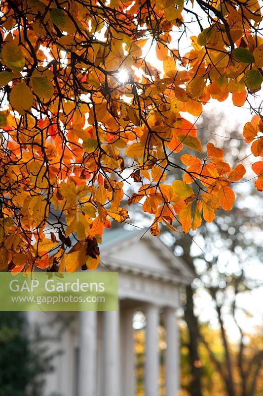 Autumn foliage on Cotinus obovatus 'Chittawood' next to the Temple of Bellona in Kew Gardens, London