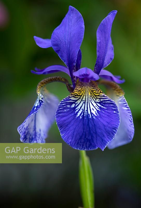 Iris sibirica - Siberian Iris