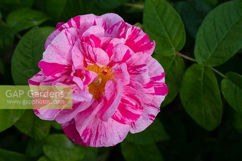Rosa gallica var offinalis 'Versicolour'  Rosa Mundi