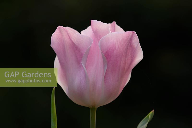Tulipa 'Synaeda Amor'