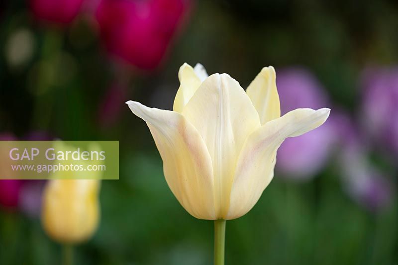 Tulipa 'Elegant Lady' 