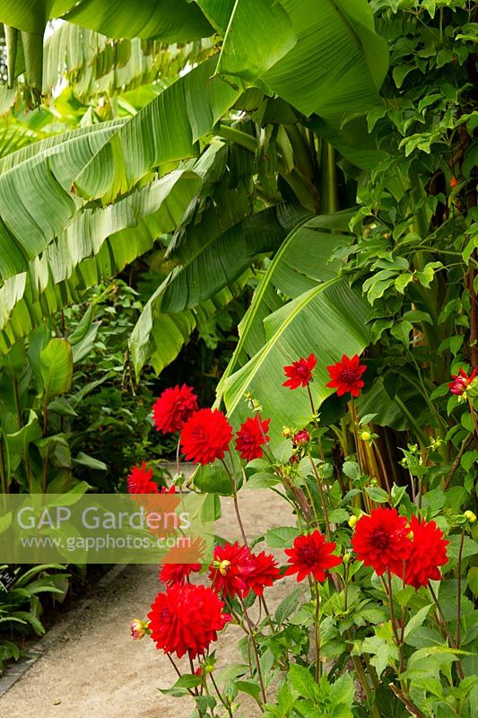 Red Dahlias and Musa 'Banana' in the Tropical Garden at RHS Wisley, Surrey