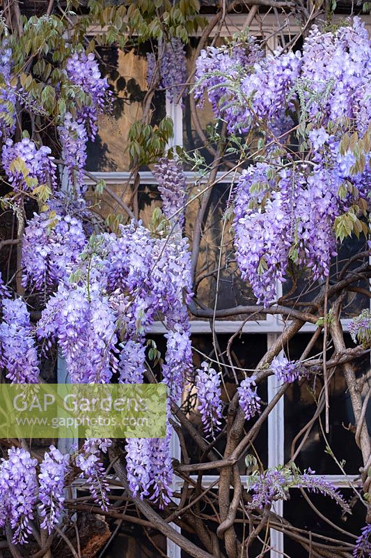 Wisteria sinensis, growing on a building belonging to the Fuller's Brewery in Chiswick, West London