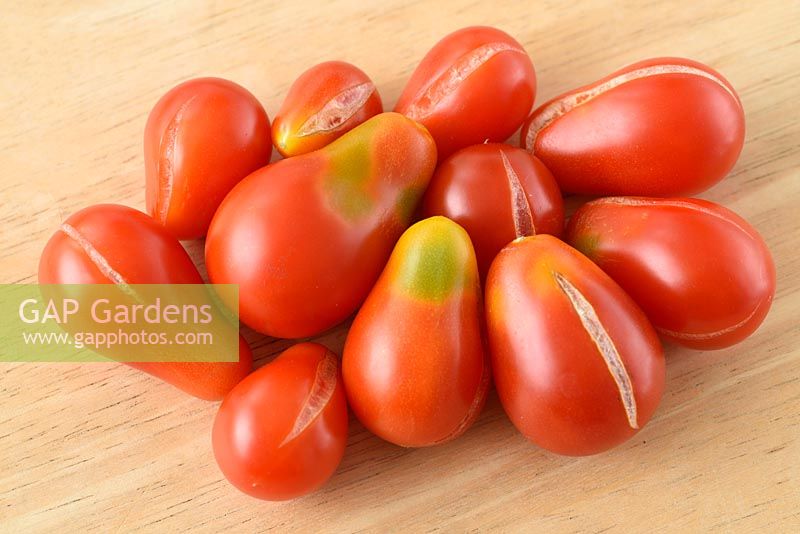 Solanum lycopersicum 'Red Pear'. Cherry plum tomatoes. Heirloom variety. Picked fruit that has split or cracked or has uneven ripening. Greenback Syn. Lycopersicon esculentum