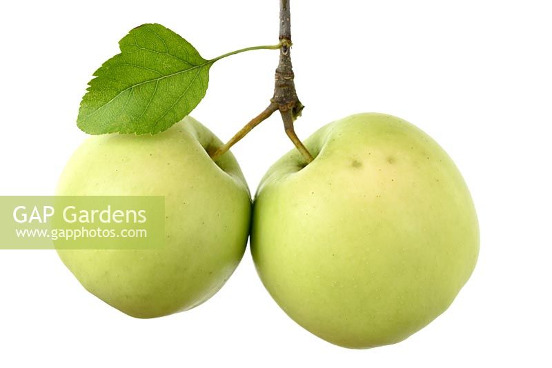 Malus domestica  'Golden Spur' Apples