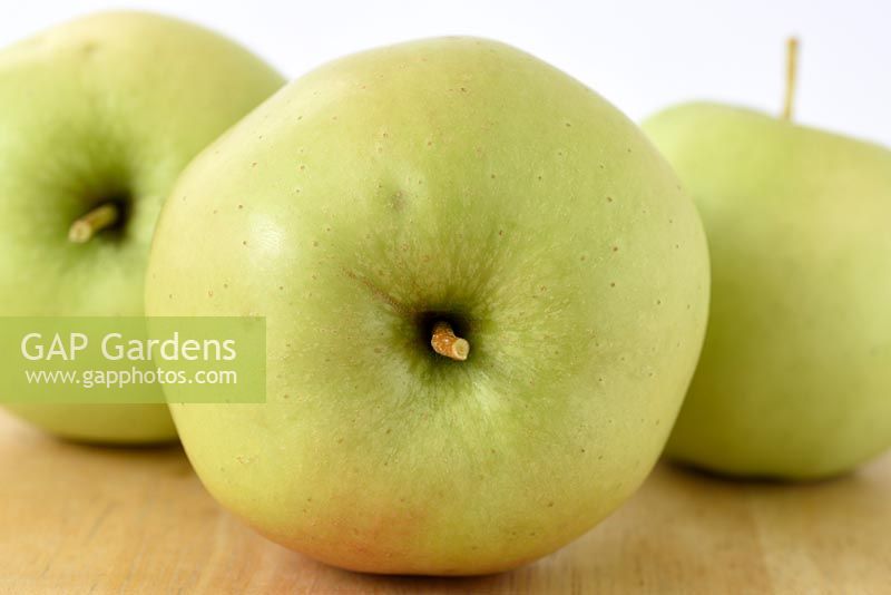 Malus domestica  'Golden Spur'  Apples