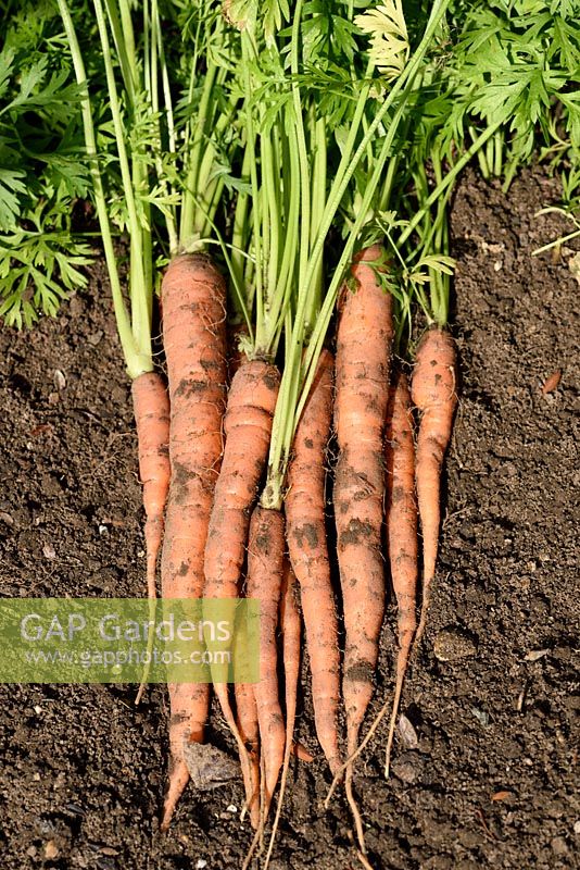 Daucus carota  'Sugarsnax 54'  AGM Carrots Freshly lifted roots F1 Hybrid