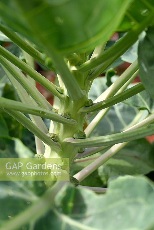 Brassica oleracea - Gemmifera Group  'Brenden'  Brussels sprouts