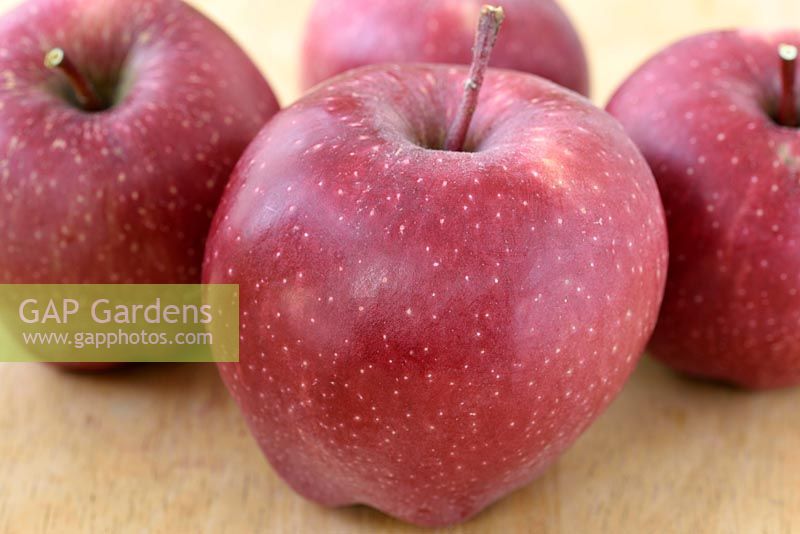 Malus domestica  'Red Spur'  Apples