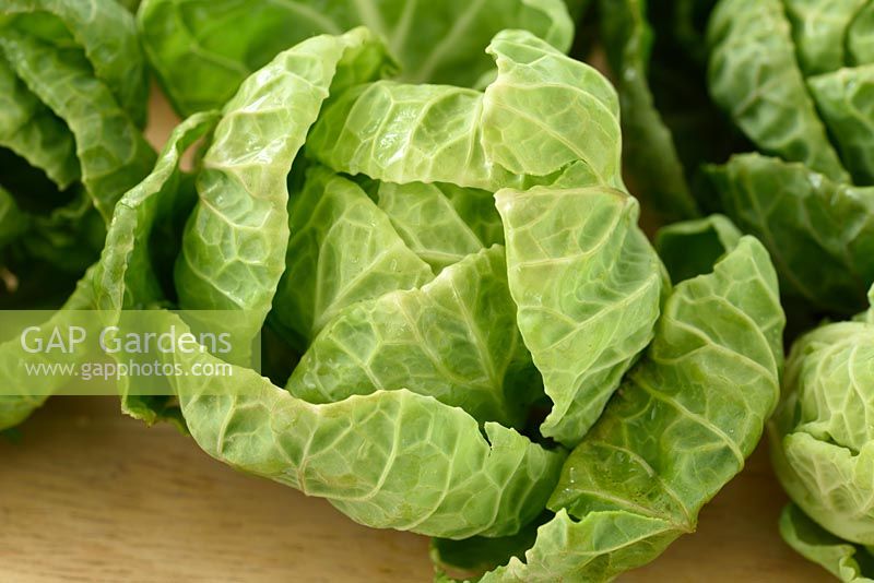 Brassica oleracea - Gemmifera Group 'Brenden'  Brussels sprouts.  Harvested top of the plant 