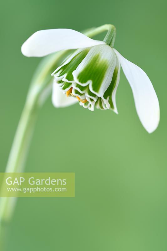 Galanthus nivalis f.pleniflorus  'Flore Pleno'  AGM  Double snowdrop