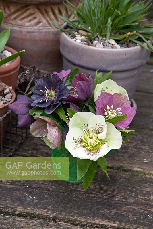 Mixed Hellebores in green antique vase on table