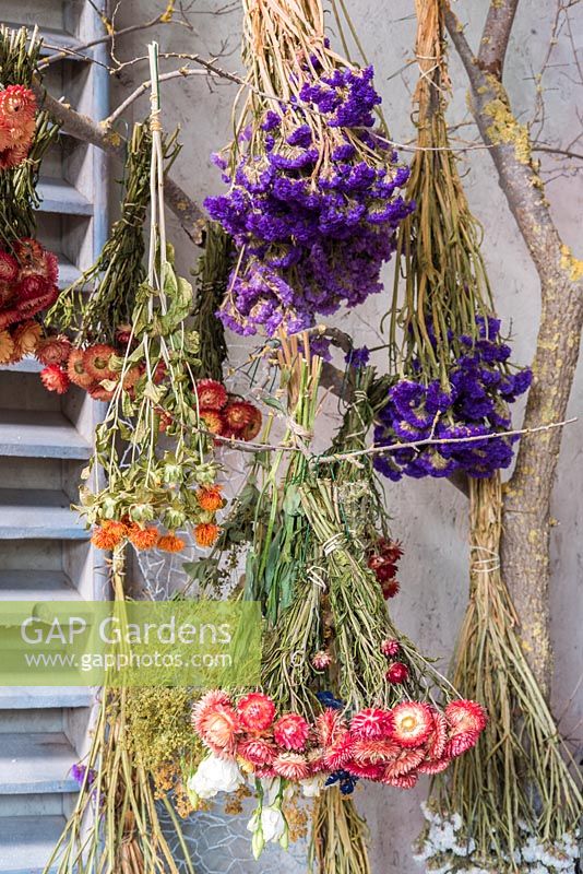 Bunches of harvested dried flowers inc everlasting flowers  hanging from tree branches