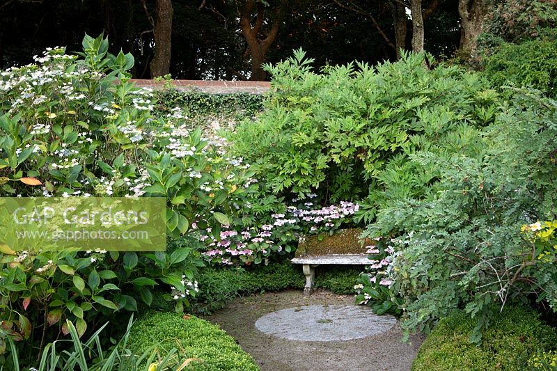 Peaceful corner of the garden with an old stone bench and surrounded with Lacecap Hydrangeas - Bonython House, Cornwall
