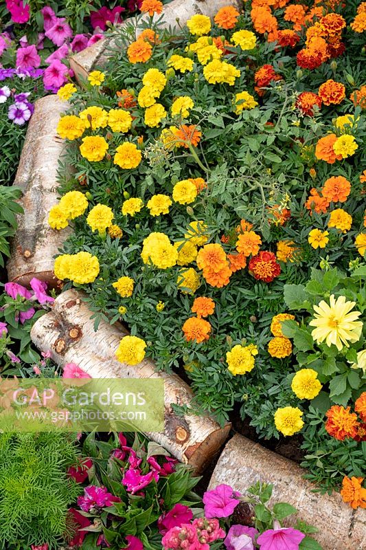 Tagetes - Marigold flower bed divided with tree logs