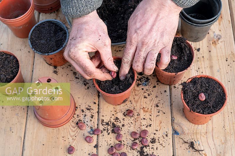 Vicia faba - Planting broad bean 'karmazyn' in pots