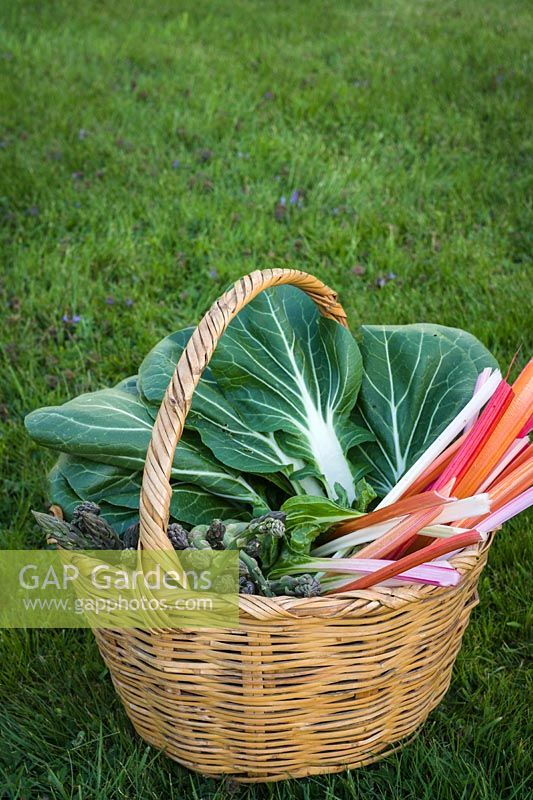 Basket of harvested vegetables including Asparagus, Swiss chard and Pak Choi. 
