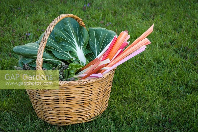 Basket of harvested vegetables including Asparagus, Swiss chard and Pak Choi.