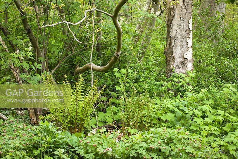 Woodland garden with shrubs, trees, ferns and groundcover plants.
